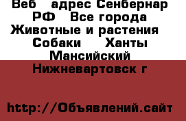 Веб – адрес Сенбернар.РФ - Все города Животные и растения » Собаки   . Ханты-Мансийский,Нижневартовск г.